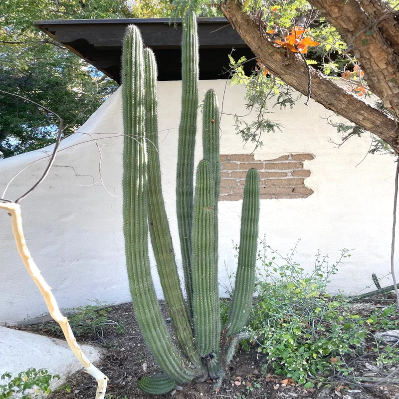 gobekusa31560651
