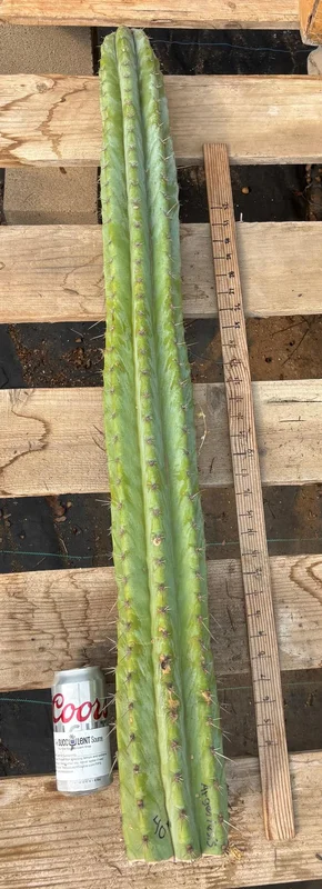 gobekusa91585020