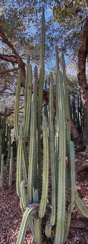 gobekusa91585107