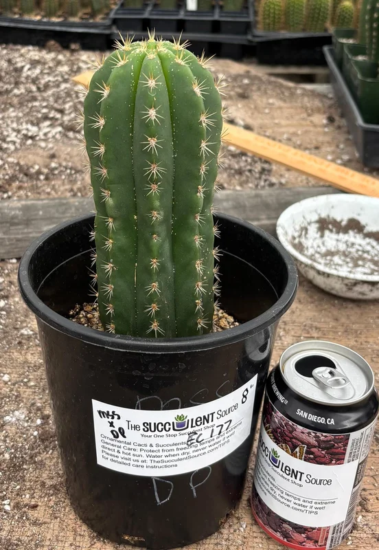 gobekusa91585208