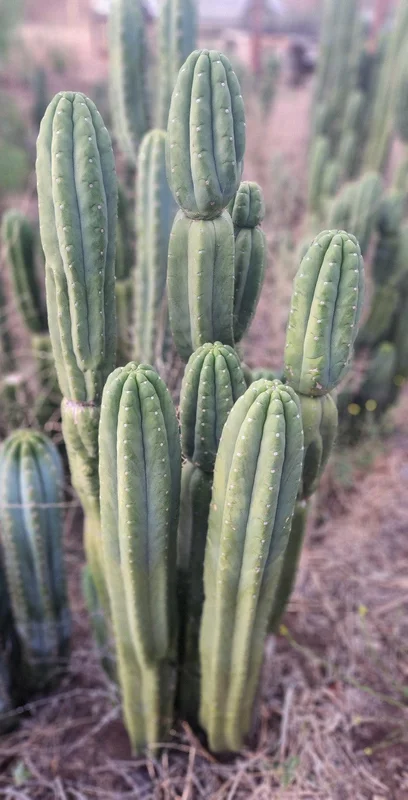 gobekusa91824975