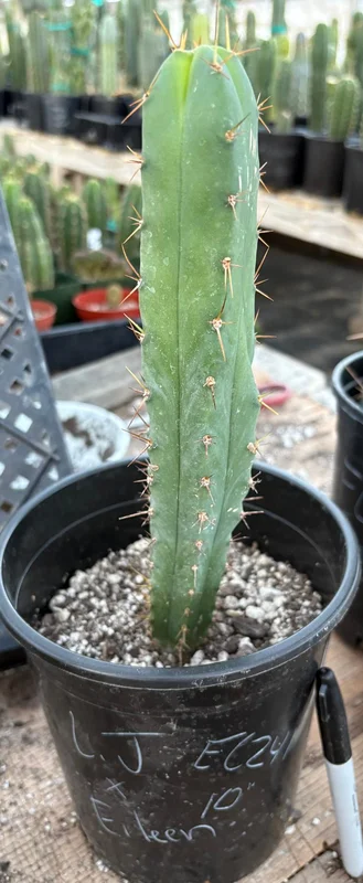 gobekusa91825255